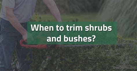 When is the Best Time of Year to Trim Bushes and Shrubs | TreeCutPro