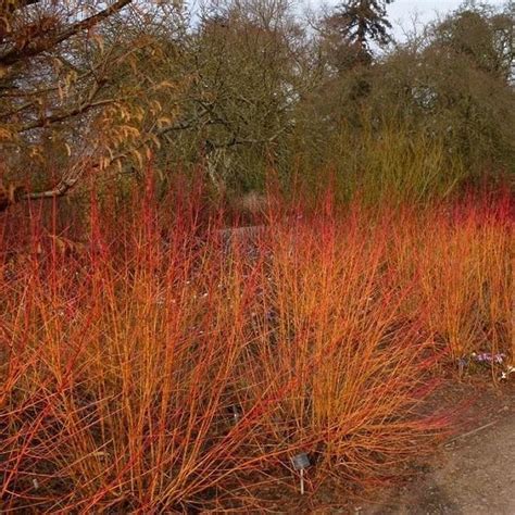 Arctic Fire Red Twig Dogwood | Bold Red Color Provides Year-Round ...