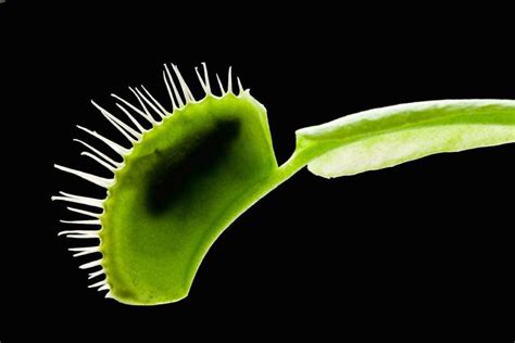 What to Feed a Venus Flytrap? - VENUS FLYTRAPS