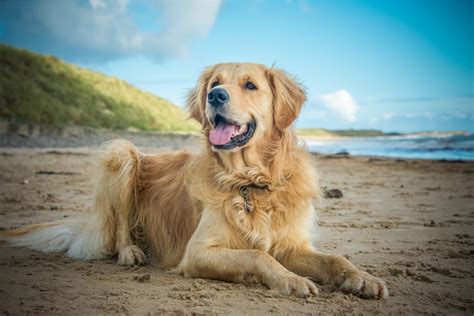 Field Golden Retriever: A Friendly Dog With a Great Work Ethic