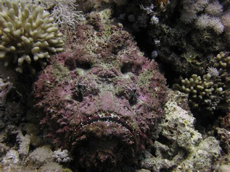 Real Monstrosities: Stonefish