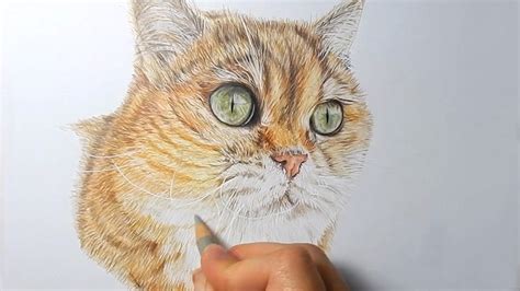 How To Draw Cat Fur With Colored Pencil