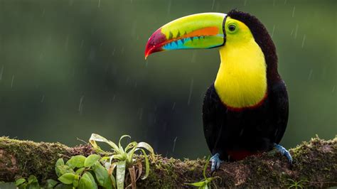 Toucan Fact Sheet | Blog | Nature | PBS