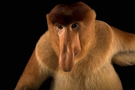 Proboscis Monkey (Nasalis larvatus) - Joel Sartore