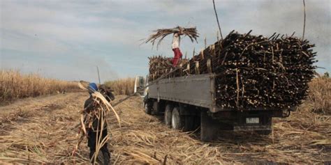 Tough journey ends for Luisita farmers | Inquirer News