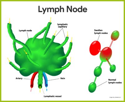 Lymphatic System Anatomy and Physiology - Nurseslabs