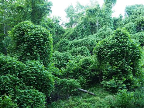 Kudzu a problem in national forest interiors near Asheville?