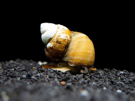 Japanese Trapdoor Snail (Sinotaia quadrata) - Tank Bred!