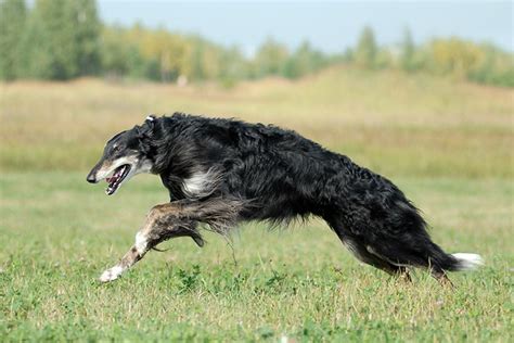 Borzoi Dog Breed Information