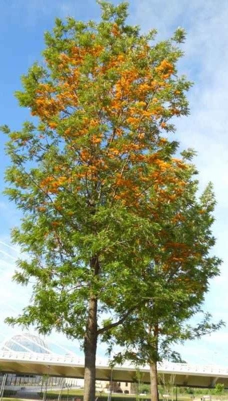 Grevillea robusta A. Cunn. - Forestrypedia