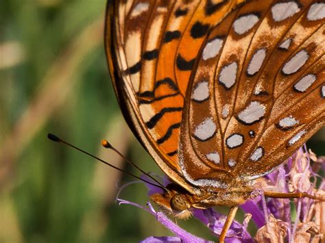 Butterfly Antennae - Roaming Together - So Much World, So Little Time