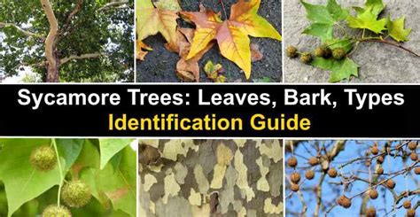 Sycamore Tree Bark Disease - Quotes Viral