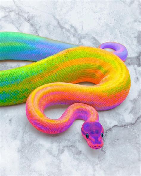 Animals: The Magnificent Rainbow Makeover Edition | Cute reptiles, Cute ...