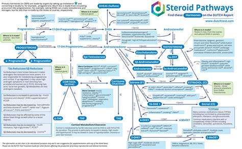 Steroid Pathways Chart - DUTCH Test