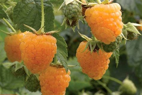 How To Grow Golden Raspberries – Raspberry