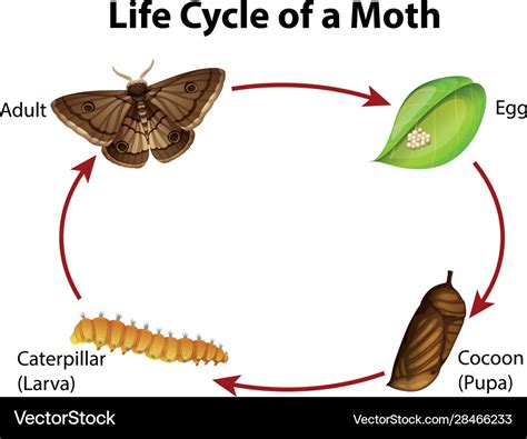 Life Cycle Of A Moth