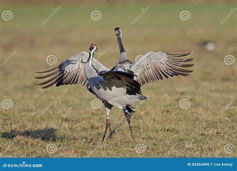 Common Crane stock photo. Image of colors, feathers, pond - 83364496