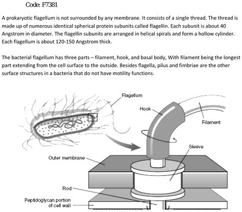 Flagellate Diagram