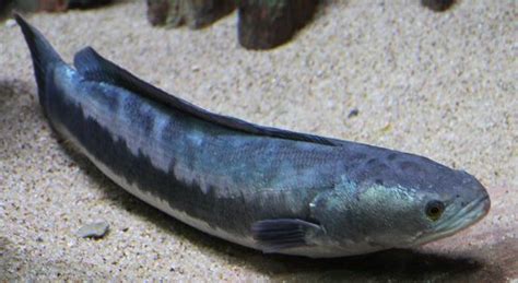 Giant Snakehead (Channa micropeltes) - Species Profile