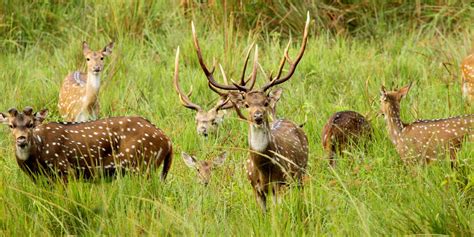 Wayanad Wildlife Sanctuary (Timings, History, Entry Fee, Images ...