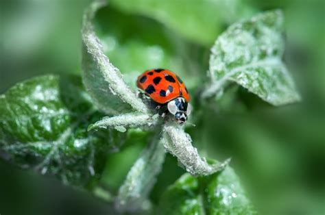 Premium Photo | Ladybug on a green branch in a natural environment