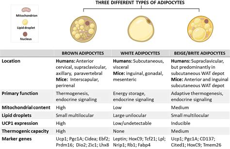 Frontiers | An insight into brown/beige adipose tissue whitening, a ...