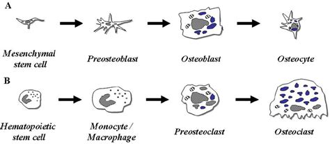 Bone Cellsosteoblasts Osteocytes And Osteoclasts