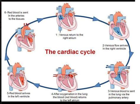 Cardiac Cycle | Medicina | Pinterest | Cycling, Medical and School