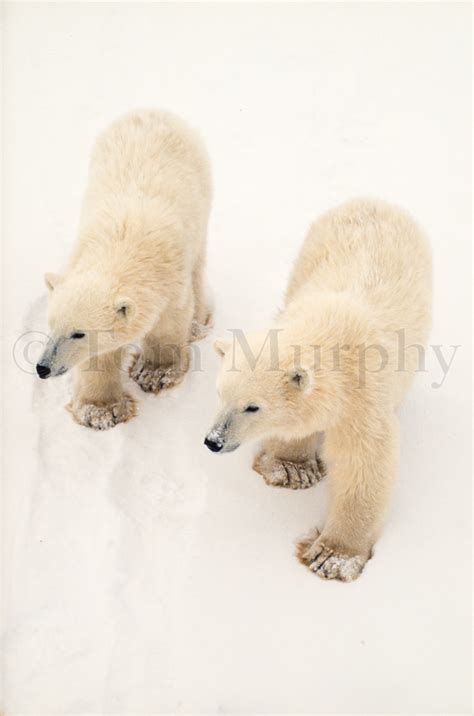 Polar Bear Cubs – Tom Murphy Photography