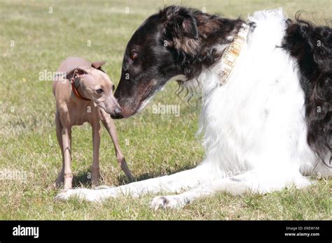 Italian Greyhound and Borzoi Stock Photo - Alamy