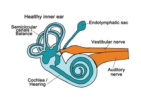 Inner Ear Anatomy