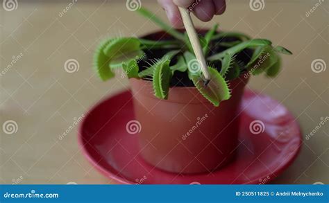 Feeding Venus Flytrap Insects with Tweezers Stock Video - Video of ...