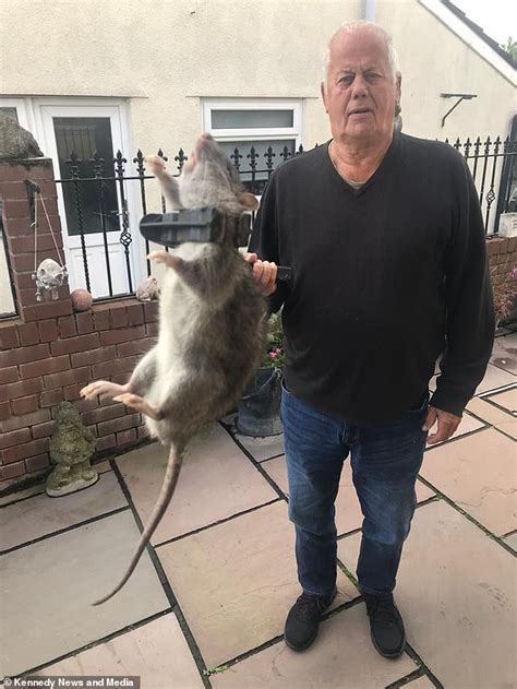 Ex-pub boss snares 18-inch long RAT 'the size of a small dog' after ...