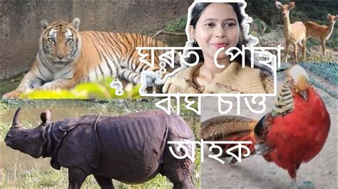 guwahati zoo - YouTube