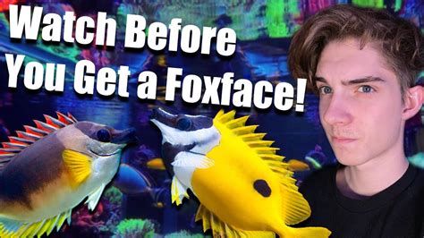 THE ULTIMATE GUIDE TO FOXFACE RABBIT FISH! *And new fish Fhillip the ...