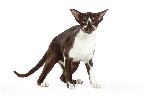 20 Black and White Cat Breeds – KeepingDog