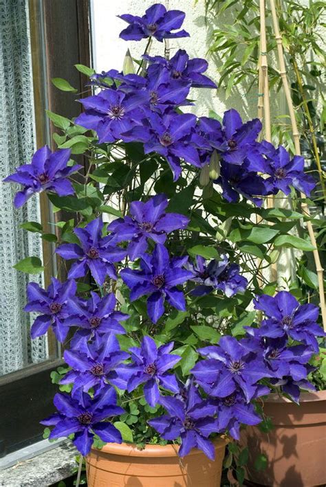 20 Best Clematis With Blue Flowers | Balcony Garden Web