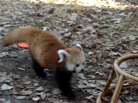 Baby Red Panda Playing At The Zoo - YouTube