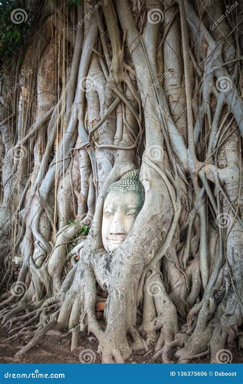 Buddha Head in Tree Roots, Wat Mahathat, Ayutthaya, Thailand Stock ...