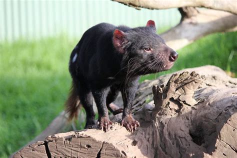 Phillip Island Wildlife Park - Animal Zoo Opening Hours & Ticket Prices