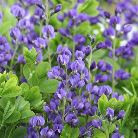 Blue Wild Indigo Seeds | Baptisia Australis Seeds