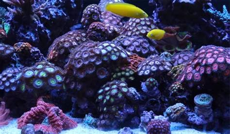 Zoanthid Placement