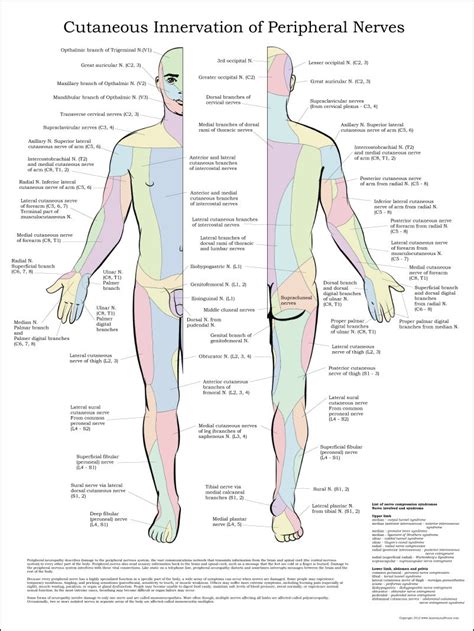 Cutaneous Innervation of Peripheral Nerves Poster