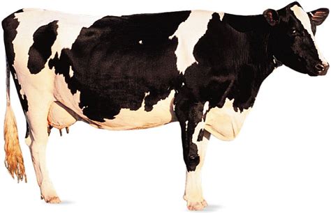 Holstein-Friesian | Dairy Cattle, Milk Production & Breeding | Britannica