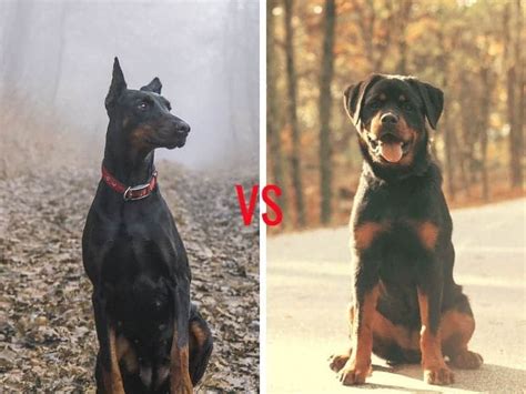 Doberman vs Rottweiler – The Ultimate Guide - My Dog's Name