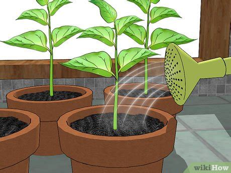 3 Ways to Grow Bell Peppers Indoors - wikiHow