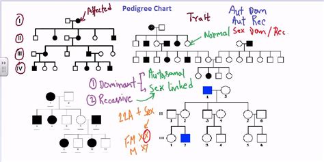 Pedigree chart - YouTube