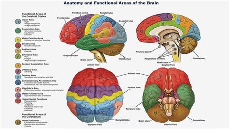 Main Parts Of The Brain And Functions