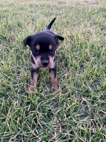 Kelpie Puppies | Farm Tender