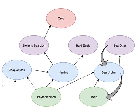 View 27 Kelp Forest Food Web - poilucommxpic